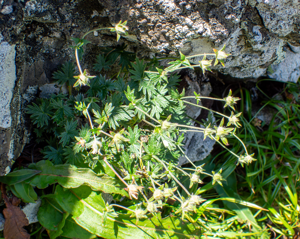 Изображение особи Potentilla vulcanicola.
