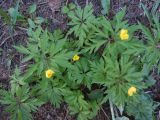 Anemone ranunculoides