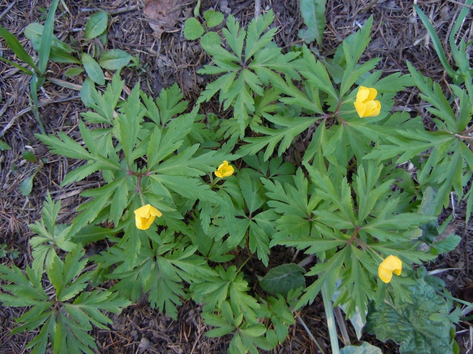 Image of Anemone ranunculoides specimen.