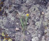 Centaurea takhtajanii. Сорванное цветущее растение. Армения, Ширакская обл., гора Артени, привершинная часть. 30.07.2026.