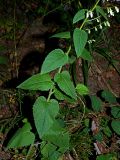 Campanula rapunculoides. Нижняя часть цветущего растения. Краснодарский край, муниципальное образование город-курорт Сочи, Адлерский р-н, Кудепстинский сельский округ, окр. пос. Дубравный, Кудепстинский дендропарк, широколиственный лес. 05.07.2024.