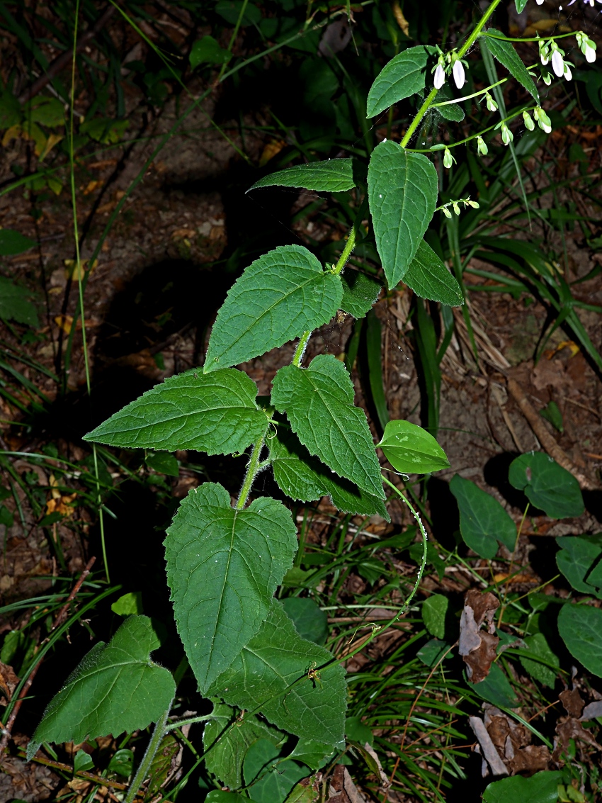 Image of Campanula rapunculoides specimen.