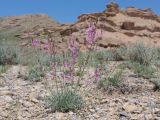 Astragalus intarrensis. Цветущее растение. Киргизия, Баткенская обл., Баткенский р-н, окр. с. Самаркандык, Туркестанский хр., горы Сары-Тоо, уроч. Мадыген, галечник, накрывающий краснопесчаниковые толщи. 13 мая 2026 г.