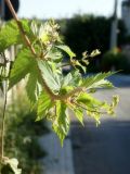 Humulus lupulus. Побег. Республика Молдова, муниципалитет Кишинёв, г. Кодру, на улице у забора. 15 августа 2026 г.