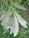 Salix &times; smithiana