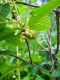 Frangula alnus. Побег с соцветиями. Новосибирская обл., Искитимский р-н, пгт Линёво. 6 июня 2011 г.