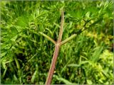 Chaerophyllum bulbosum. Часть листа. Чувашия, окр. г. Шумерля, ЛЭП перед Низким полем. 16 июня 2011 г.