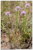 Allium cretaceum. Цветущие растения. Республика Татарстан, Муслюмовский р-н, склон долины р. Ик, 2006 г.