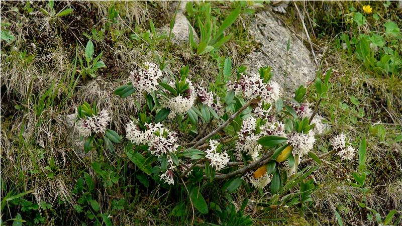 Изображение особи Daphne glomerata.