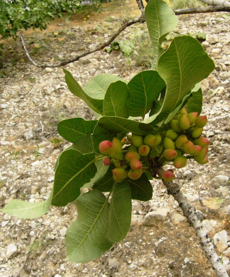 Image of Pistacia vera specimen.