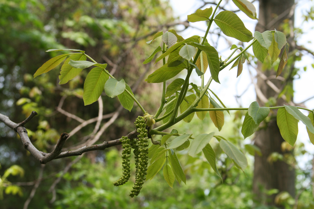 Изображение особи Juglans regia.