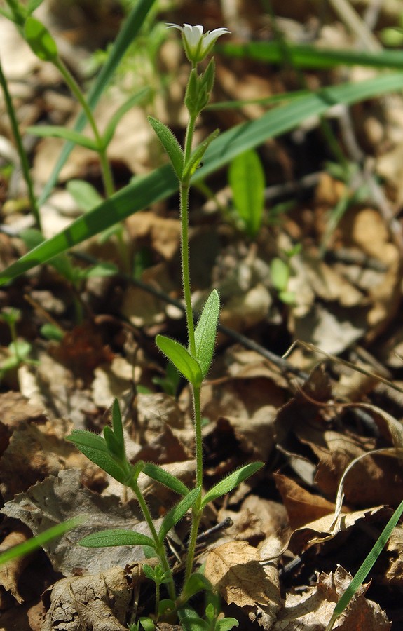 Image of Cerastium tianschanicum specimen.