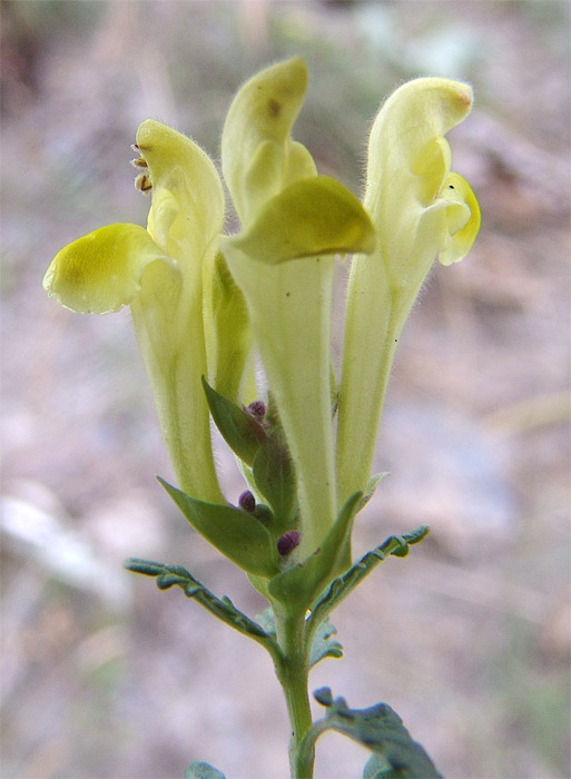 Изображение особи Scutellaria raddeana.