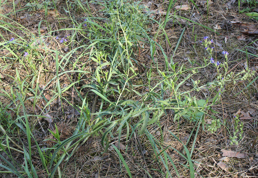 Изображение особи Anchusa gmelinii.