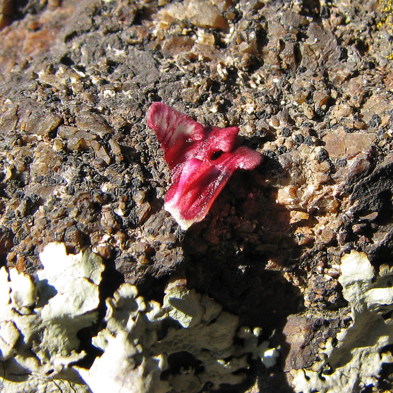 Изображение особи Scrophularia granitica.