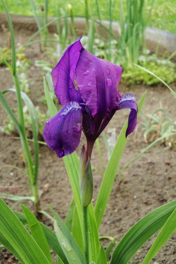 Image of Iris aphylla specimen.