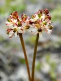 Tofieldia coccinea. Соцветия. Полярный Урал, массив горы Пызанъиз, кустарничковая тундра. 08.08.2011.