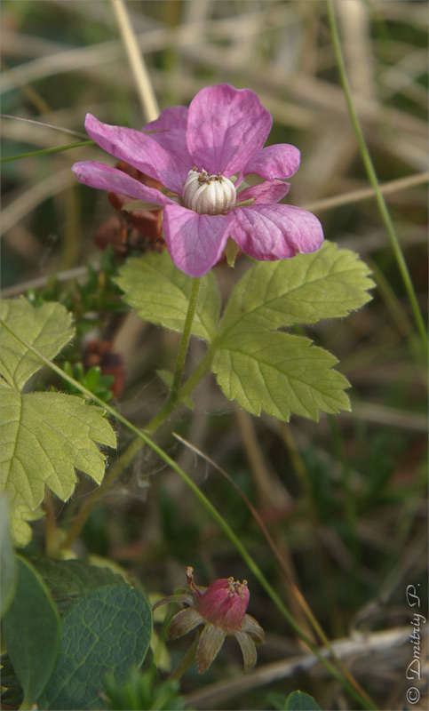 Image of Rubus arcticus specimen.