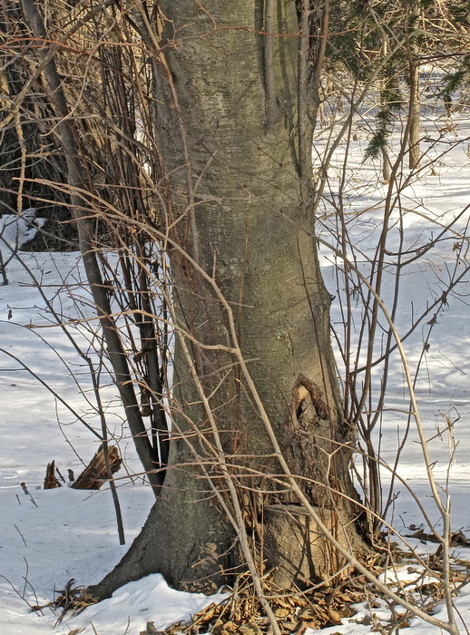 Изображение особи Alnus hirsuta.