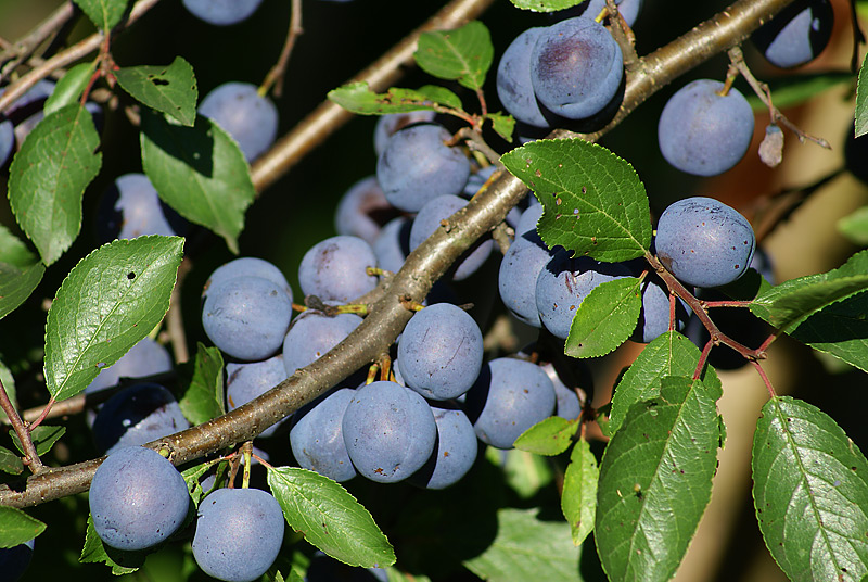 Изображение особи Prunus spinosa.