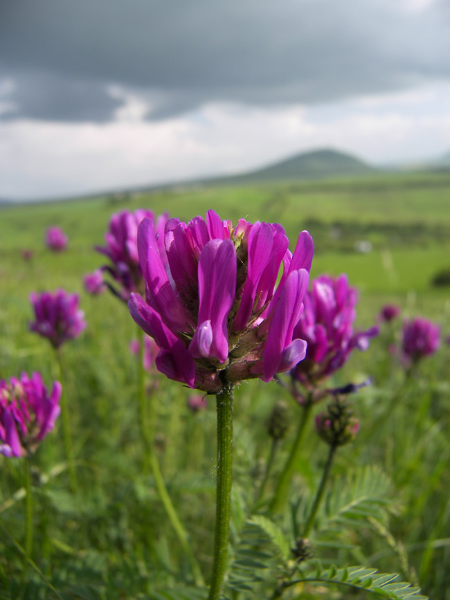 Изображение особи Astragalus onobrychis.