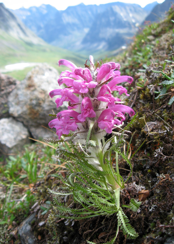 Image of Pedicularis alopecuroides specimen.