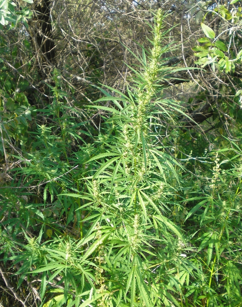 Image of Cannabis sativa var. spontanea specimen.