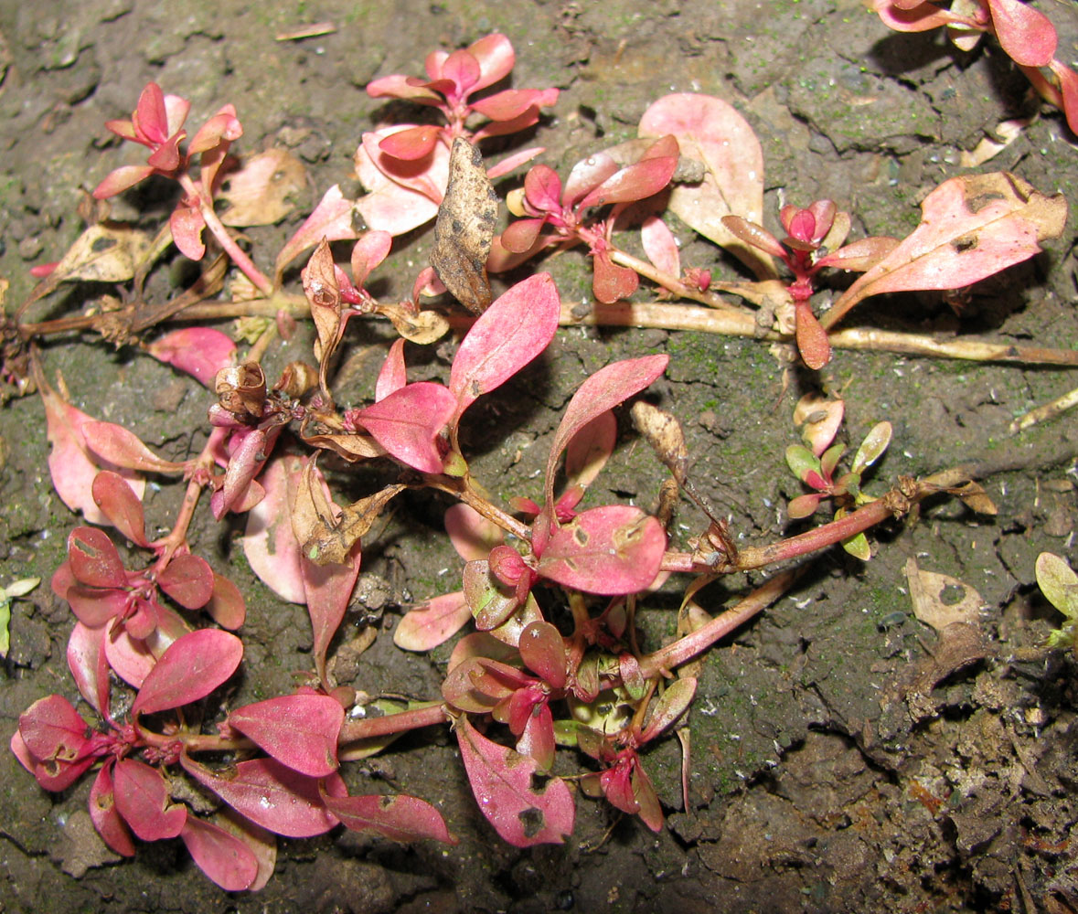Image of Peplis portula specimen.