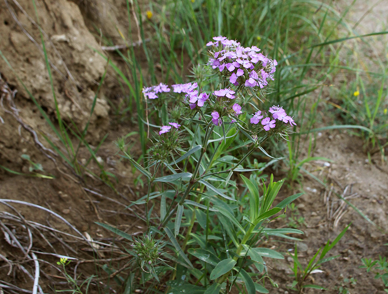 Image of Dianthus pseudarmeria specimen.