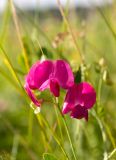 Lathyrus tuberosus