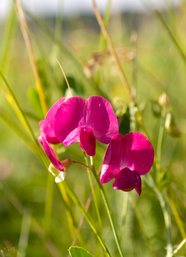 Image of Lathyrus tuberosus specimen.