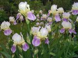 Iris squalens