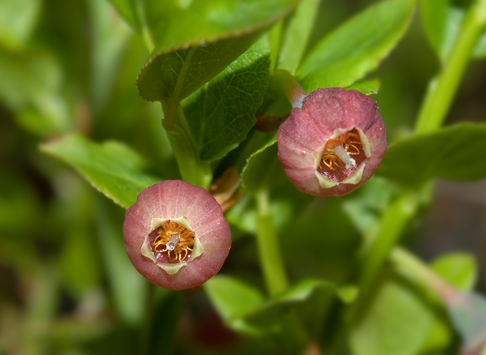 Изображение особи Vaccinium myrtillus.