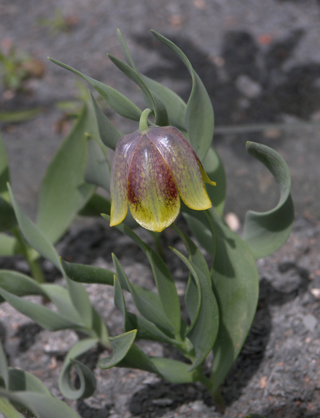 Image of Fritillaria kurdica specimen.