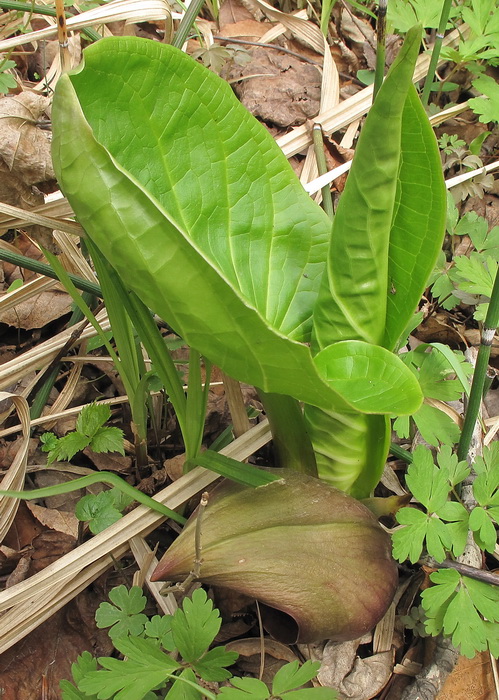 Image of Symplocarpus renifolius specimen.