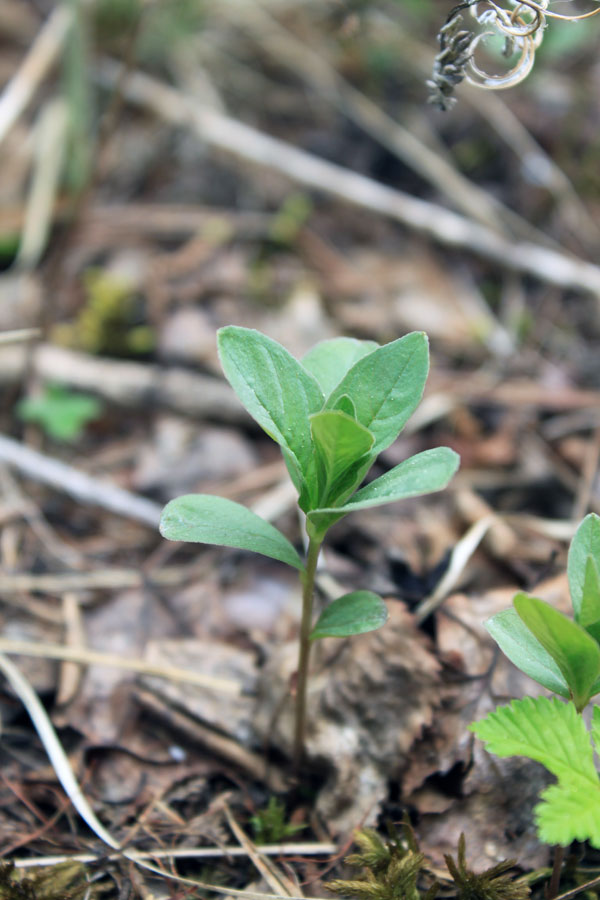 Изображение особи Trientalis europaea.