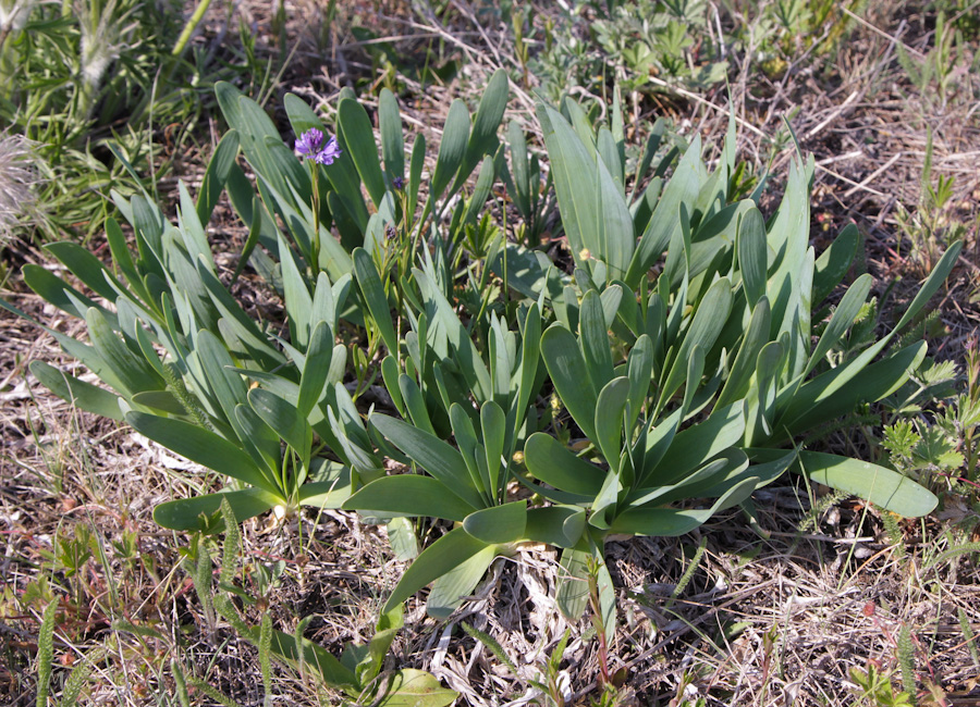 Image of Allium nutans specimen.