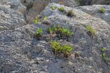 Limonium scoparium