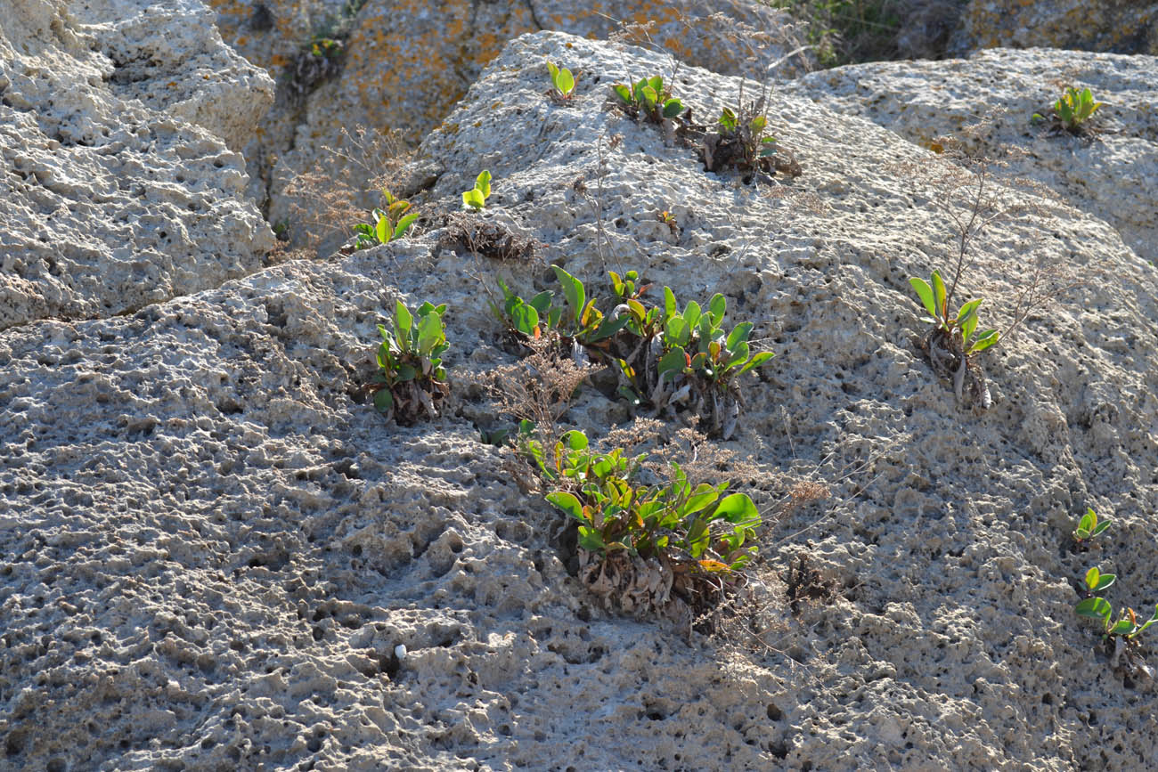 Изображение особи Limonium scoparium.