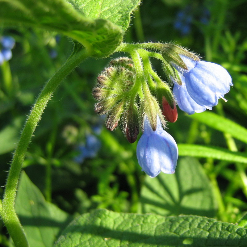 Image of Symphytum caucasicum specimen.