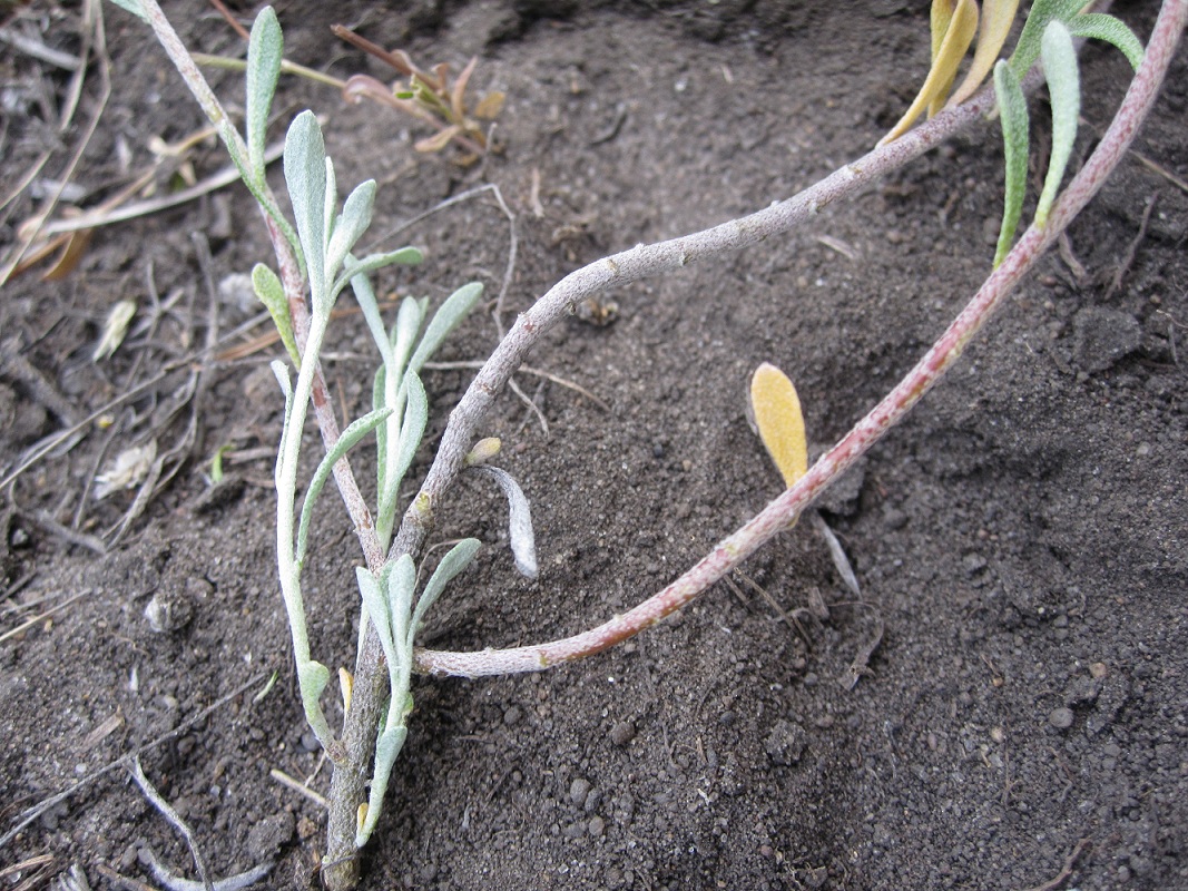 Image of Odontarrhena tortuosa specimen.