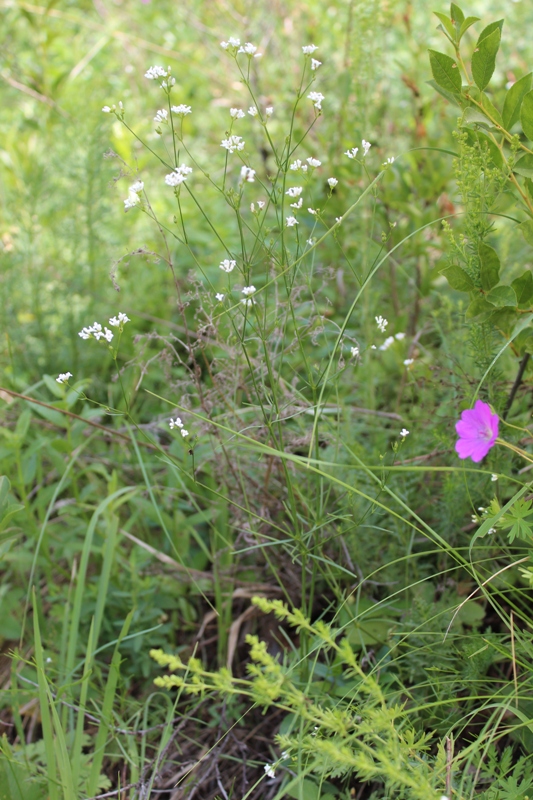 Image of Galium triandrum specimen.