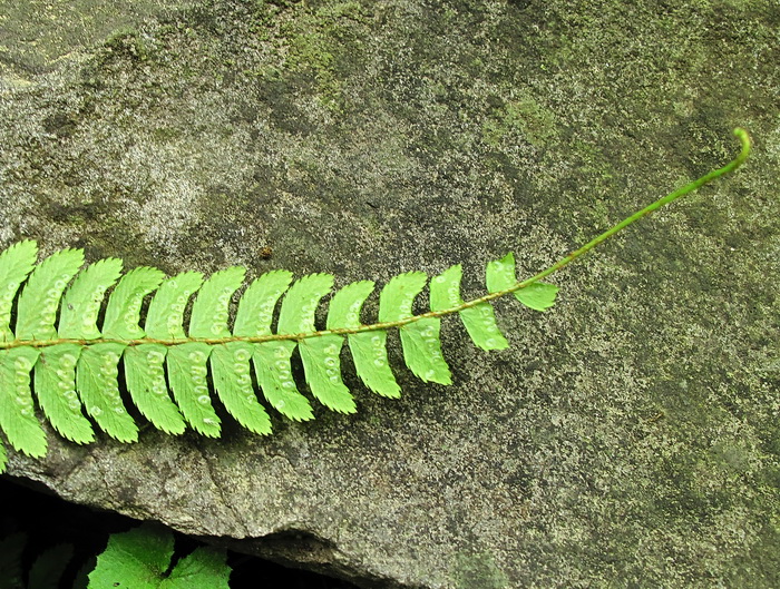 Image of Polystichum craspedosorum specimen.