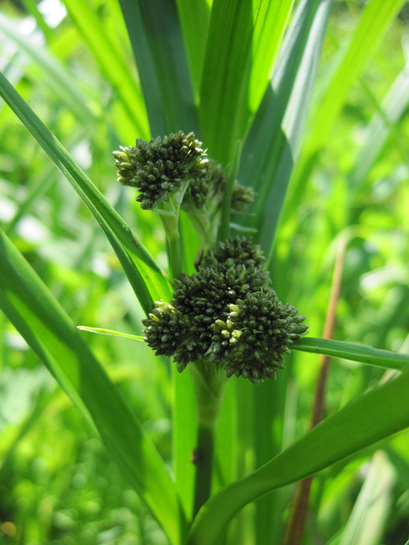 Изображение особи Scirpus sylvaticus.