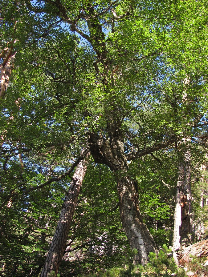 Image of Betula pendula specimen.