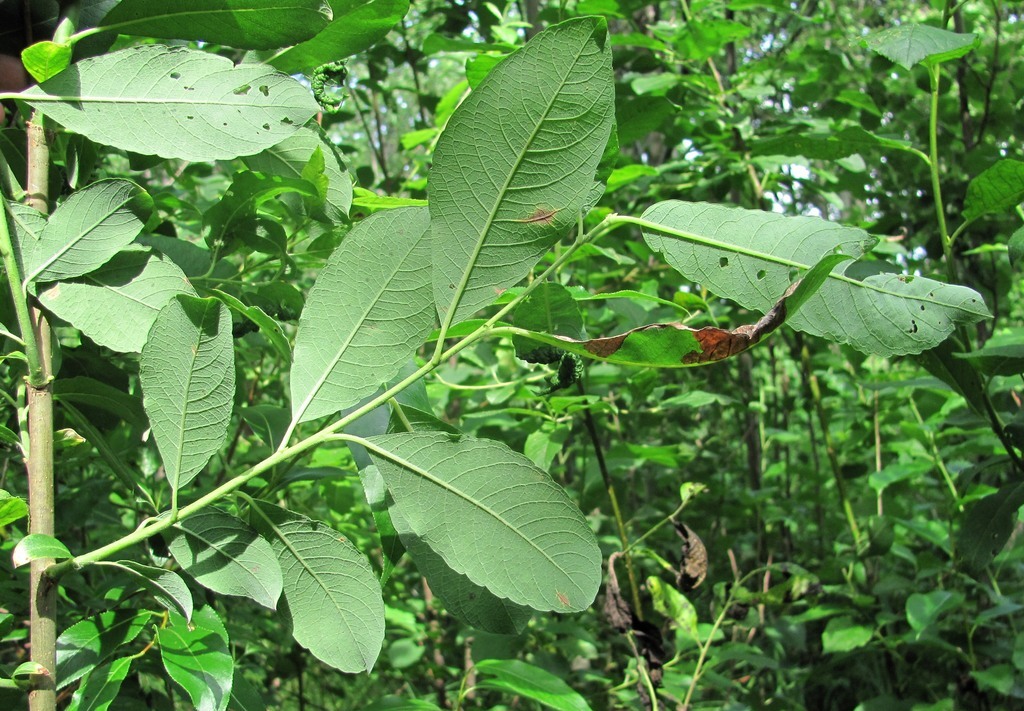 Image of Salix &times; krausei specimen.