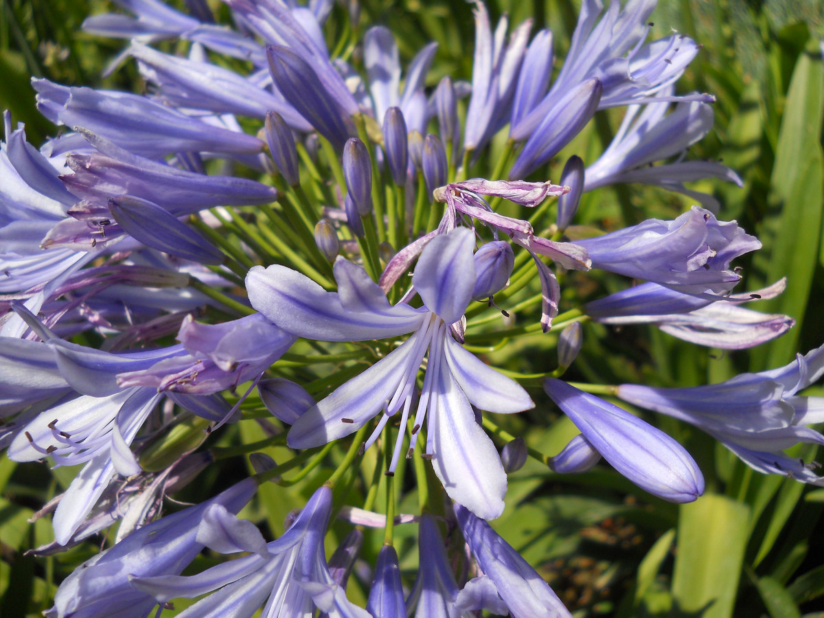 Image of Agapanthus africanus specimen.