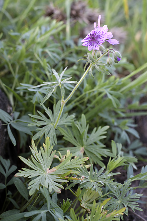 Image of Geranium transversale specimen.