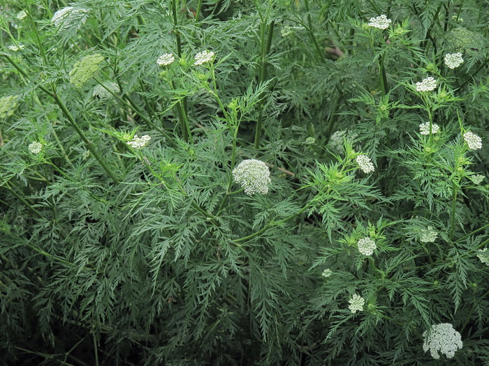 Изображение особи семейство Apiaceae.