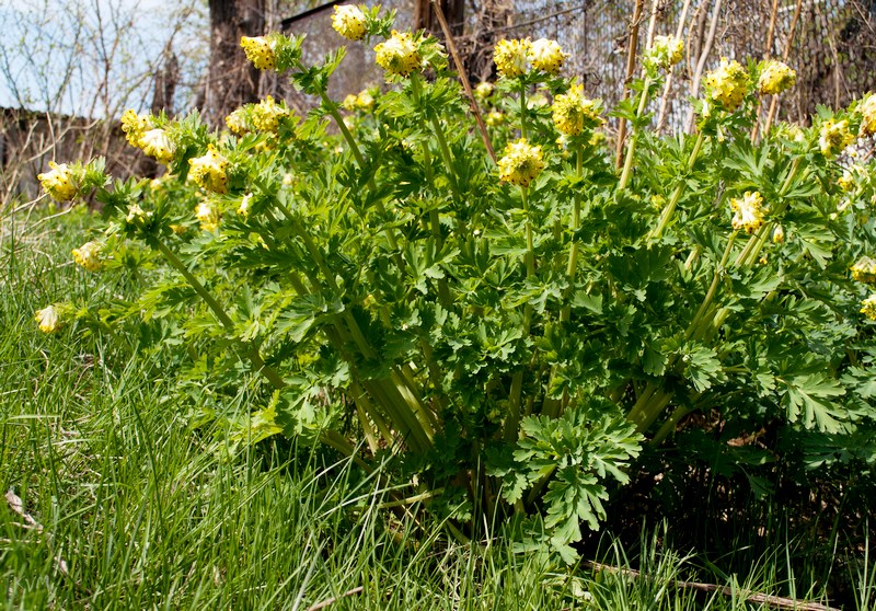 Image of Corydalis nobilis specimen.